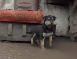 Tentara Ukraina Pakai Anjing Untuk Berjaga-jaga dari Serangan Rusia