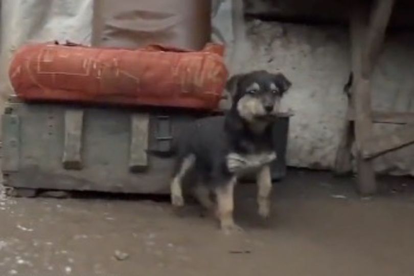 Seekor Anjing Diselamatkan Tentara Ukraina