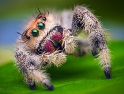 Pria Ini Hampir Kehilangan Kelaminnya Karena Gigitan Laba-laba