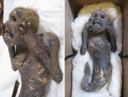 Mumi Putri Duyung Berusia 300 Ditemukan di Jepang