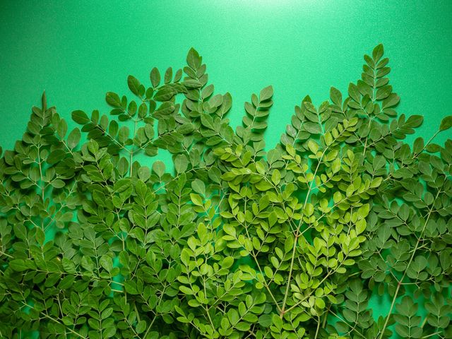 Manfaat tanaman kelor yang wajib kamu ketahui